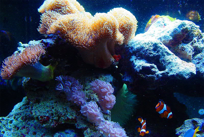 Плашки под кораллы